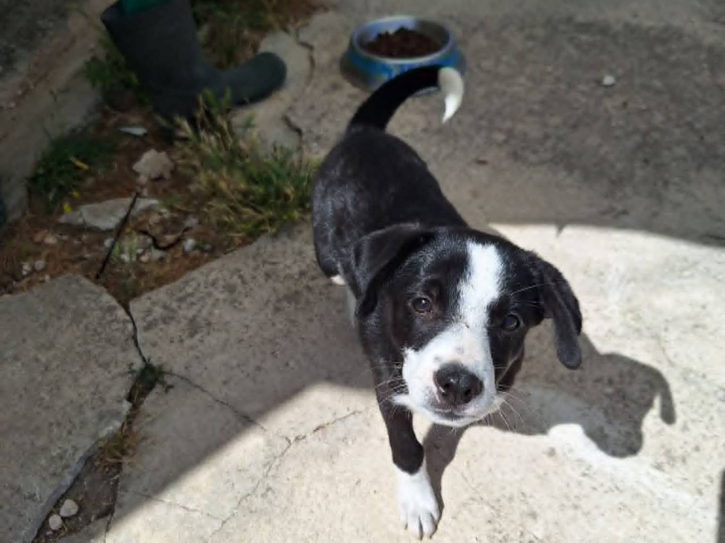 Adotta il cane Bobo a Bari