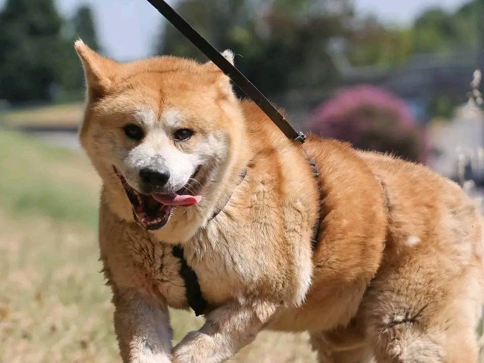 Adozione cane, maschio, Akita Razza sconosciuta, 8 anni, taglia grande, Cremona