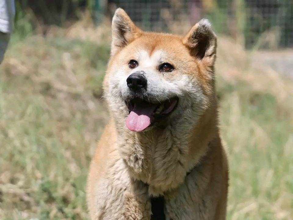 Adotta un cane, maschio, 8 anni, Cremona
