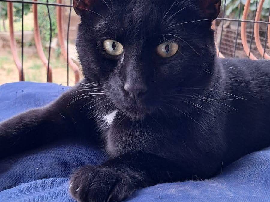 Adotta un gatto, maschio, 2 anni e 11 mesi, Avellino