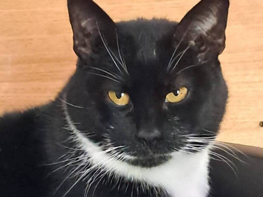 Adozione gatto, femmina, Razza sconosciuta Razza sconosciuta, 5 anni, taglia non valida, Avellino