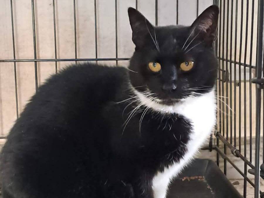 Adotta un gatto, femmina, 5 anni, Avellino