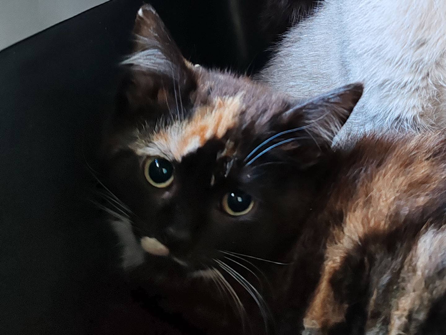 Adozione gatto, femmina, Razza sconosciuta Razza sconosciuta, 3 mesi, taglia non valida, Pisa