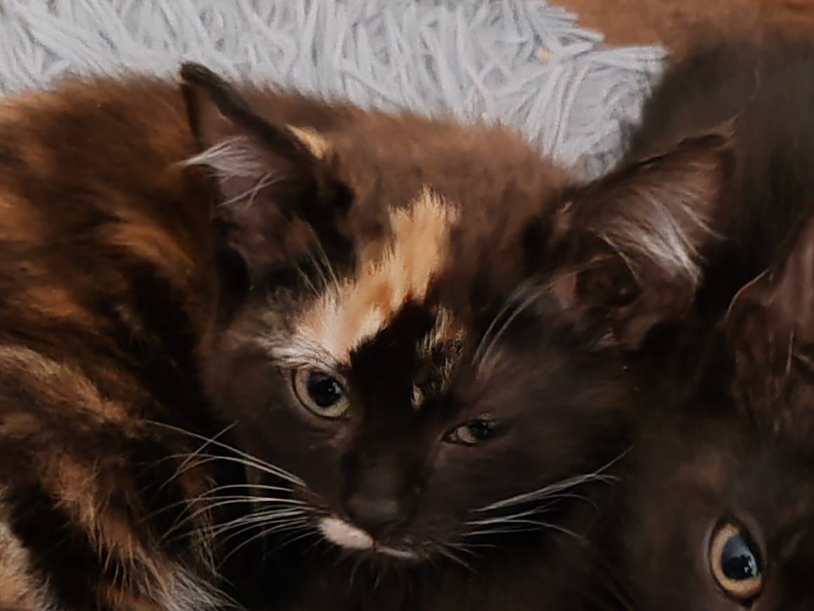 Adotta un gatto, femmina, 3 mesi, Pisa