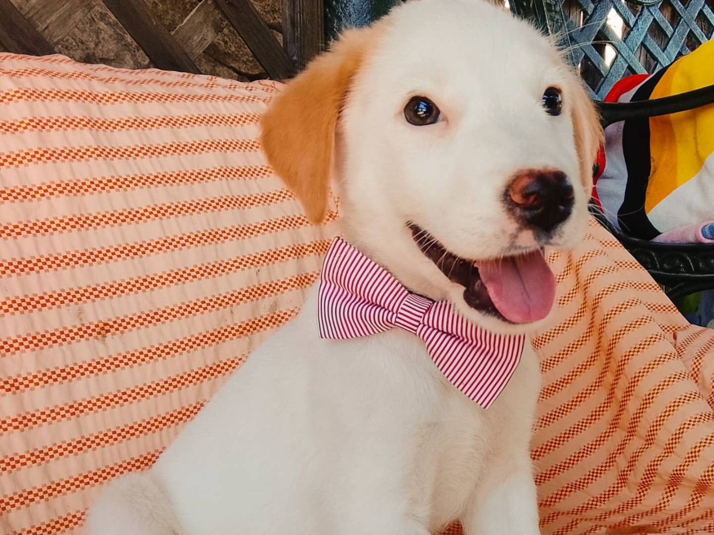 Adozione cane, femmina, Razza sconosciuta Razza sconosciuta, 3 mesi, taglia media, Siracusa
