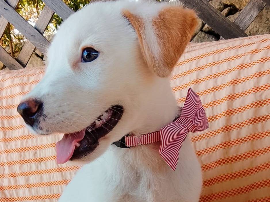Adotta un cane, femmina, 3 mesi, Siracusa
