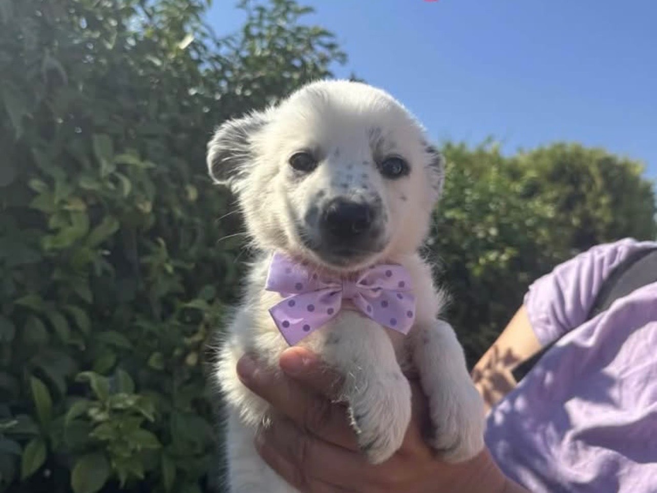 Adozione cane, femmina, Razza sconosciuta Razza sconosciuta, 3 mesi, taglia media, Bari