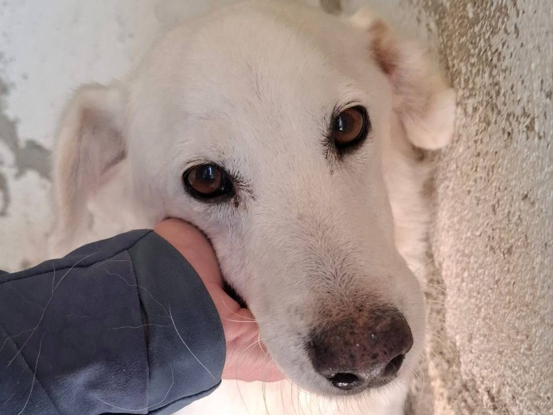 Adozione cane, maschio, Razza sconosciuta Razza sconosciuta, 14 anni e 1 mese, taglia media, Bergamo