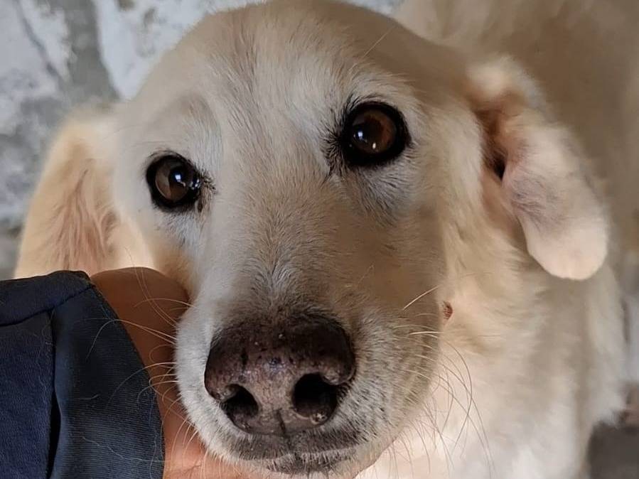 Adotta un cane, maschio, 14 anni e 1 mese, Bergamo