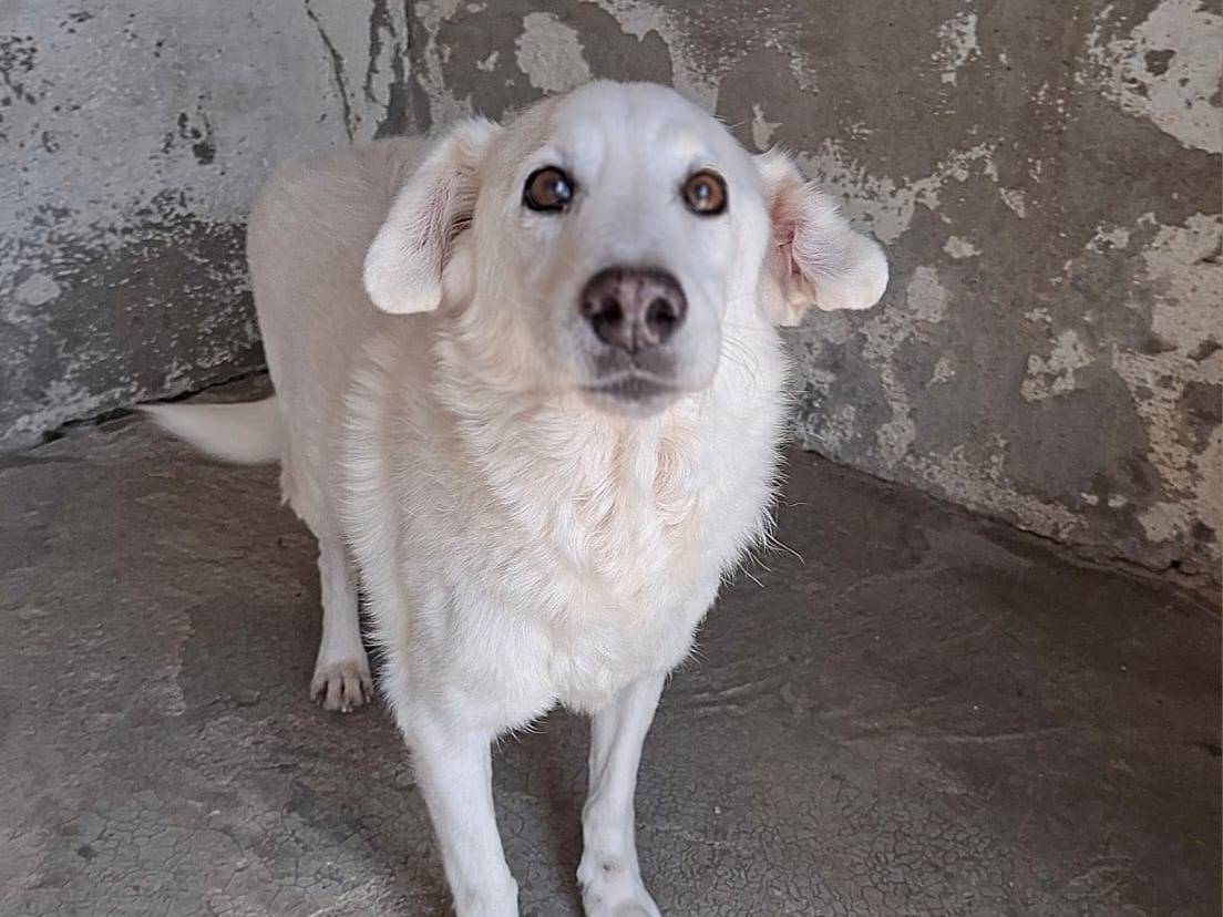 Adotta un cane, taglia media, maschio, Bergamo