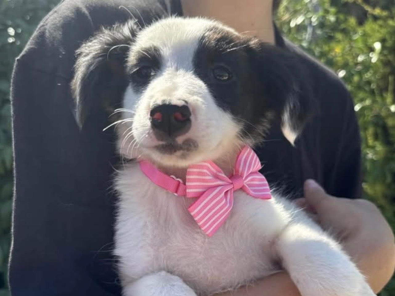 Adozione cane, femmina, Razza sconosciuta Razza sconosciuta, 3 mesi, taglia media, Bari