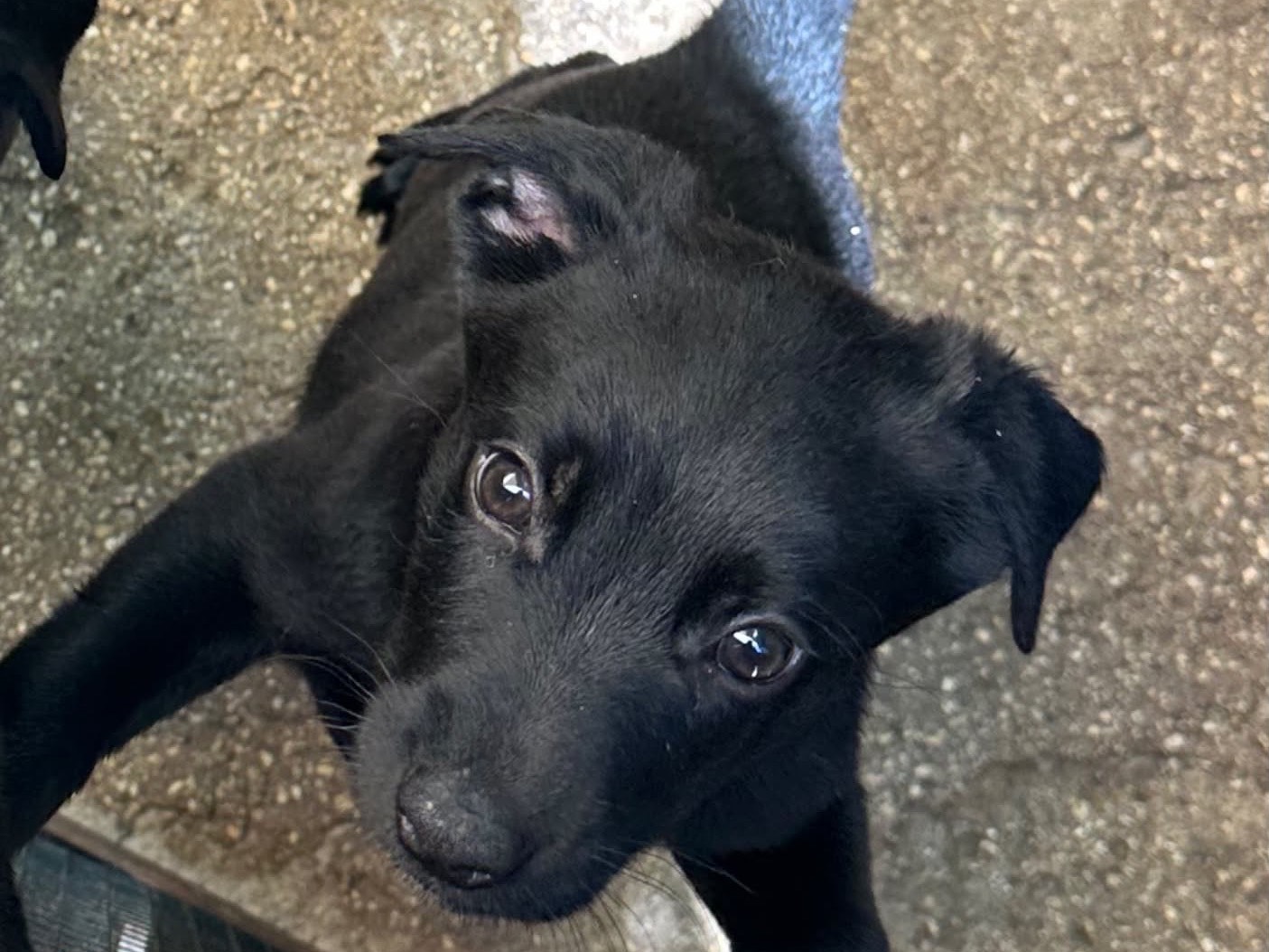 Adozione cane, femmina, Razza sconosciuta Razza sconosciuta, 3 mesi, taglia media, Siracusa