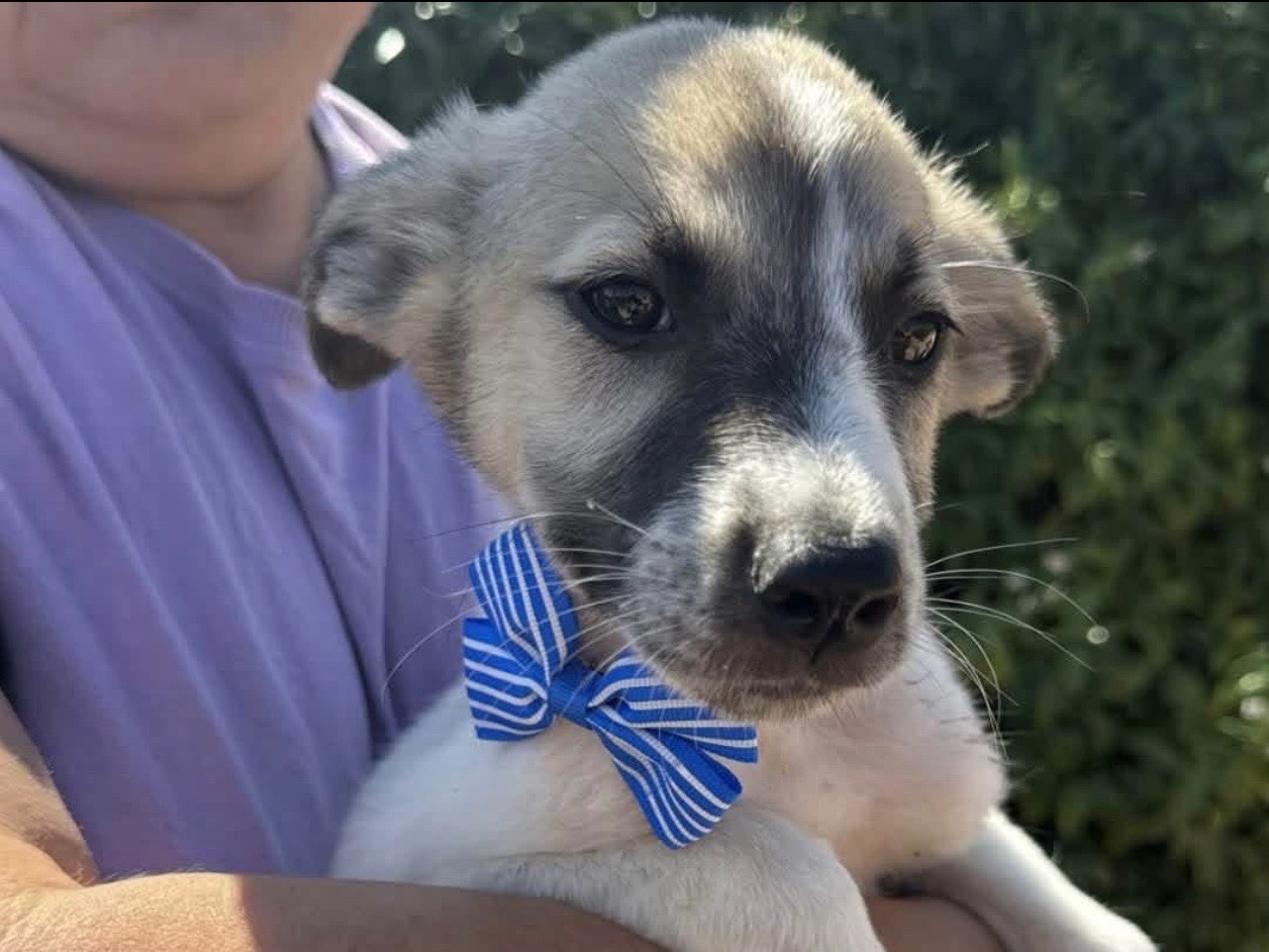 Adozione cane, maschio, Razza sconosciuta Razza sconosciuta, 3 mesi, taglia media, Bari