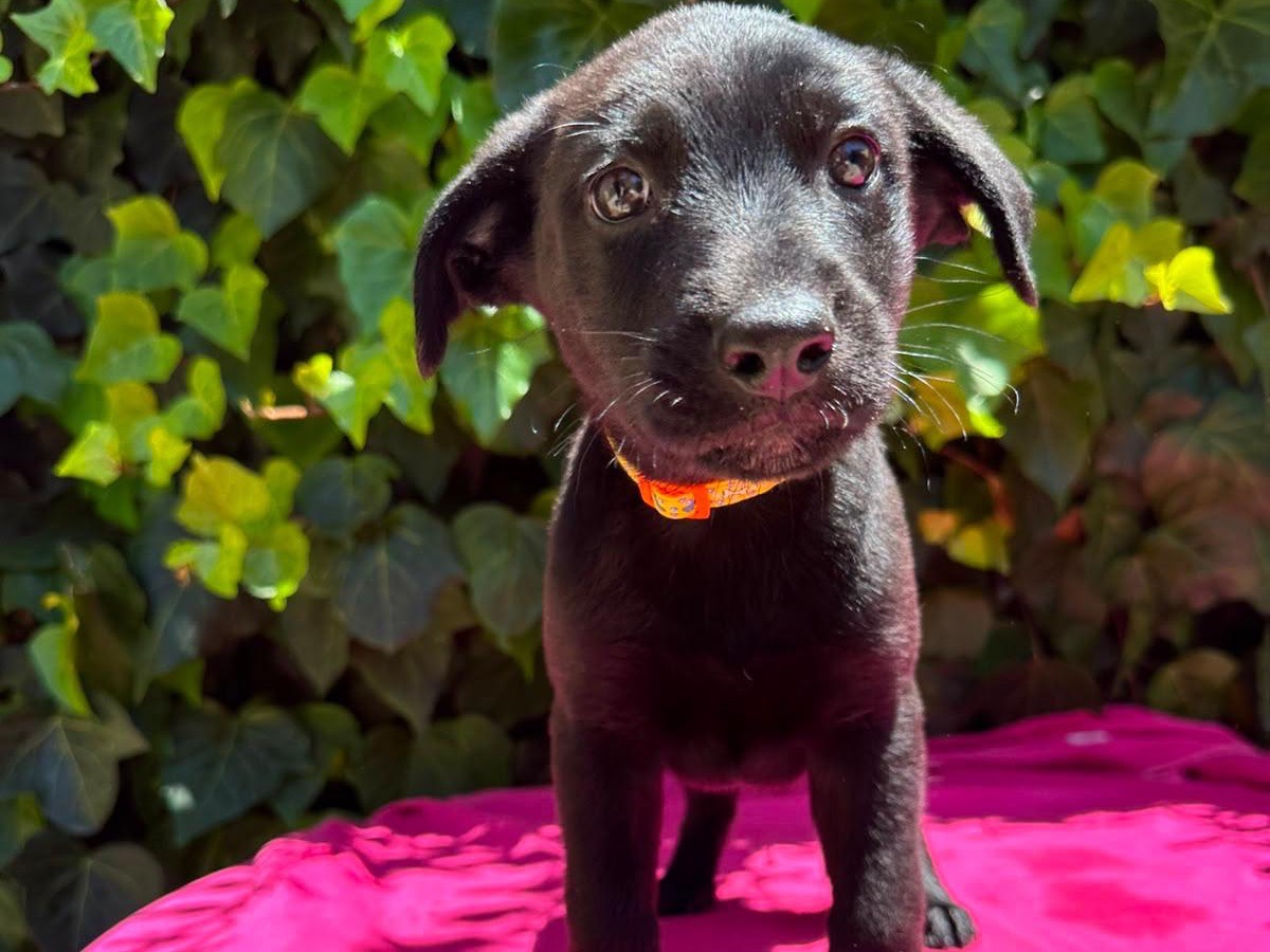 Adozione cane, maschio, Razza sconosciuta Razza sconosciuta, 3 mesi, taglia media, Siracusa
