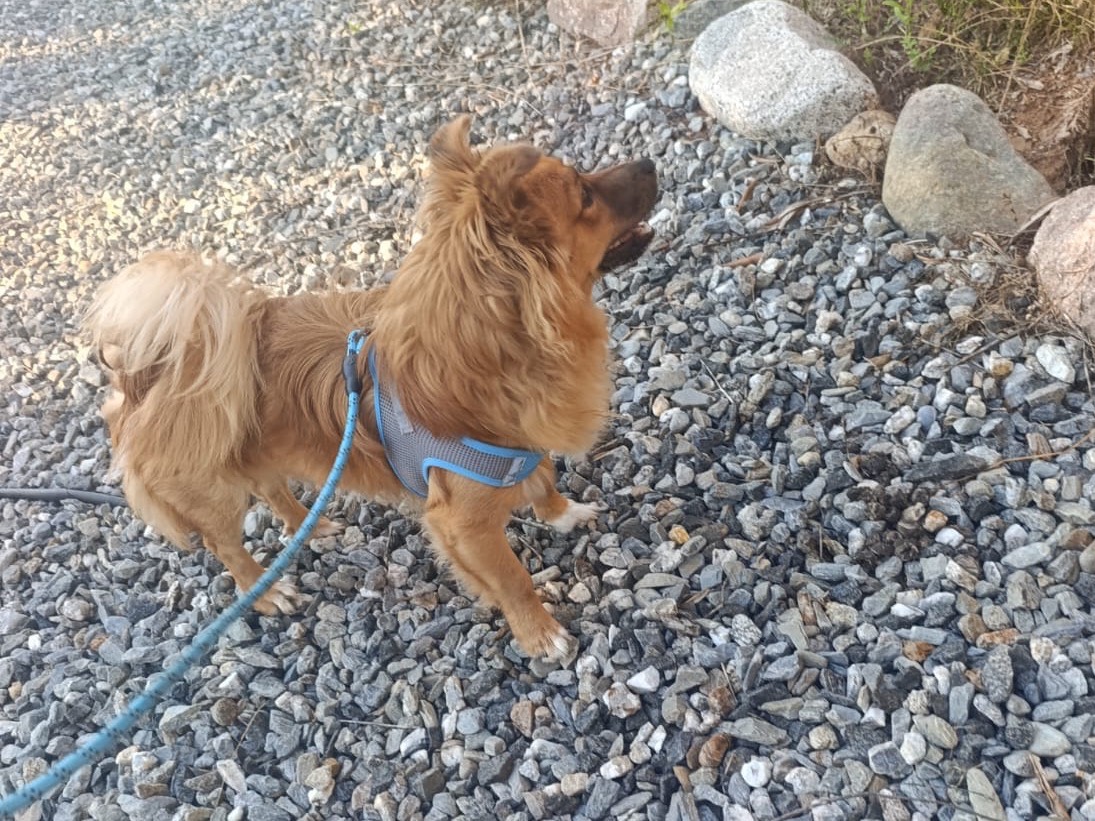 Adotta un cane, maschio, 9 mesi, Treviso