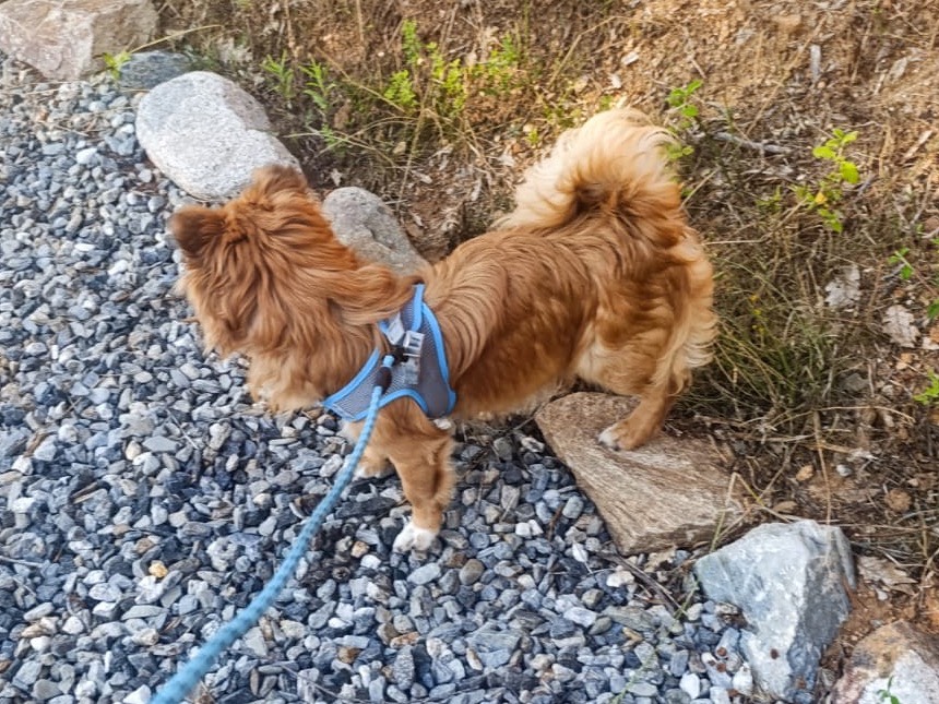 Adotta un cane, taglia piccola, maschio, Treviso