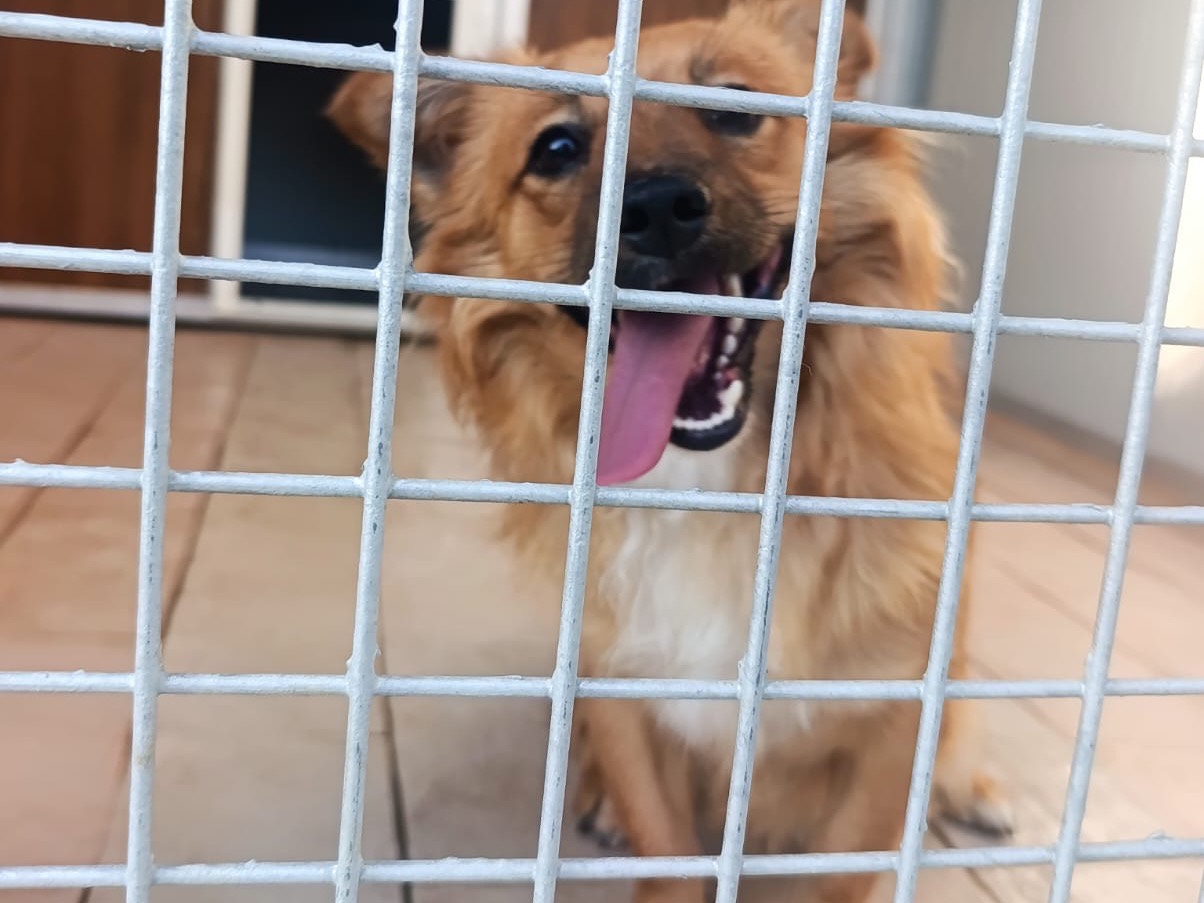 Vuoi adottare un cane a Treviso?