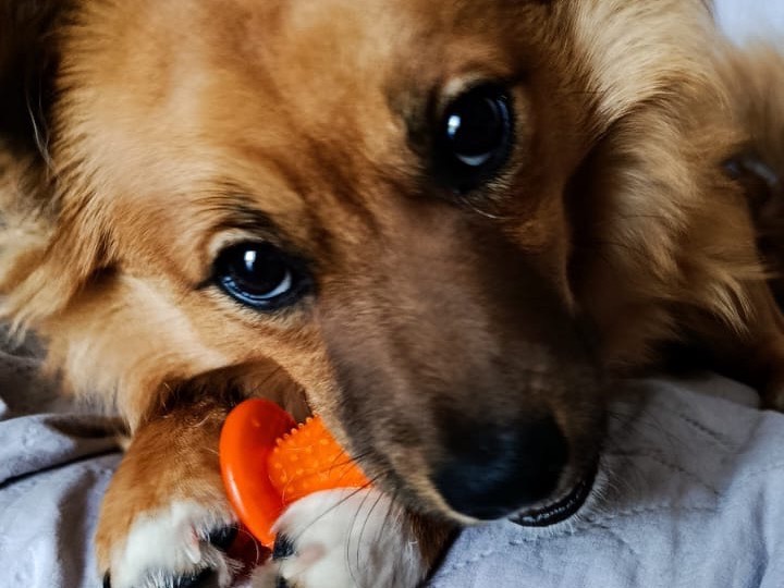 Adotta il cane Rock a Treviso