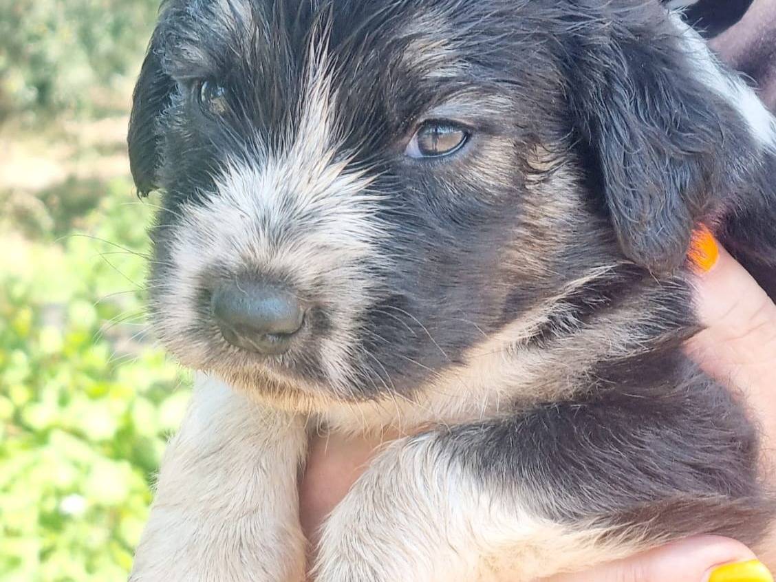 Adotta un cane, taglia media, maschio, Latina