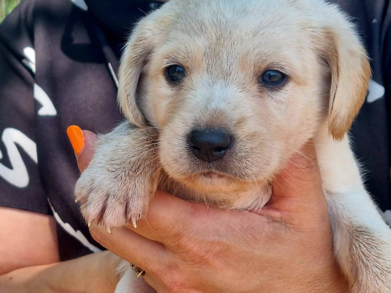 Adozione cane, femmina, Razza sconosciuta Razza sconosciuta, 1 mese, taglia media, Latina