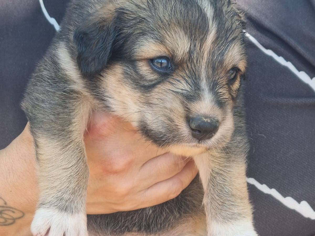 Adotta un cane, femmina, 1 mese, Latina
