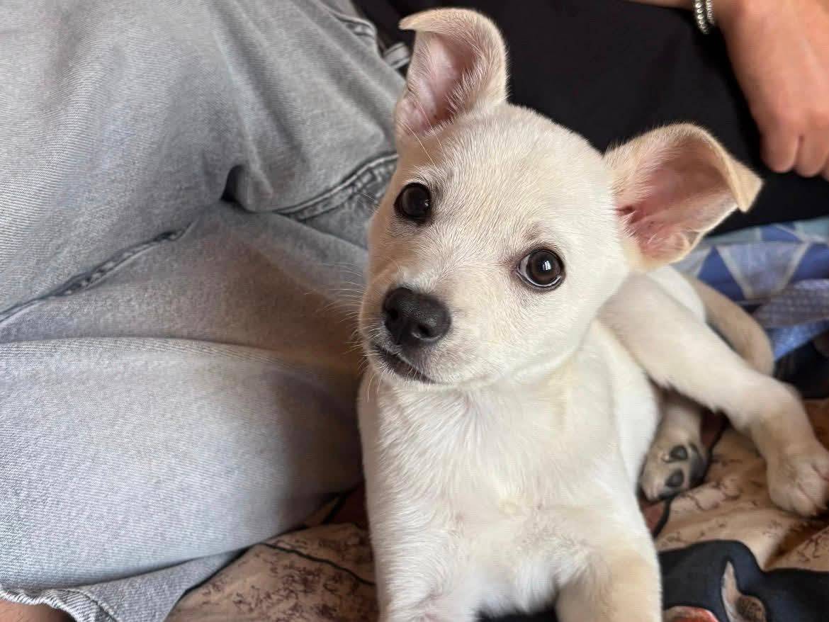 Adozione cane, maschio, Razza sconosciuta Razza sconosciuta, 5 mesi, taglia media contenuta, Barletta