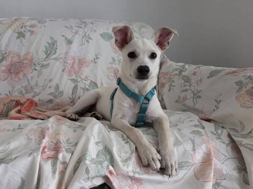 Adotta un cane, maschio, 5 mesi, Barletta