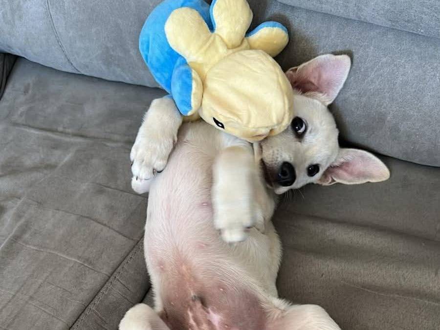 Adotta un cane, taglia media contenuta, maschio, Barletta