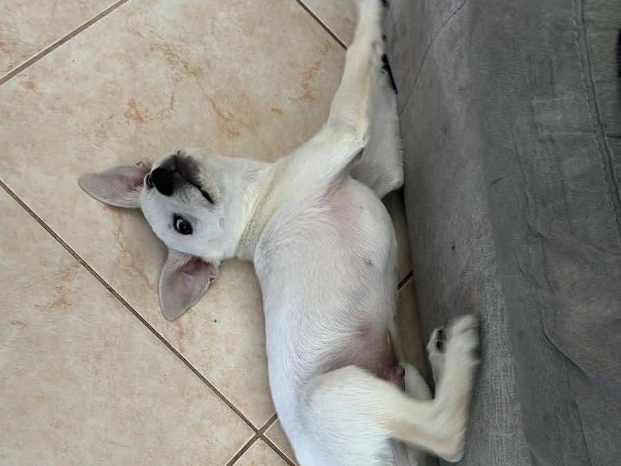 Vuoi adottare un cane a Barletta?