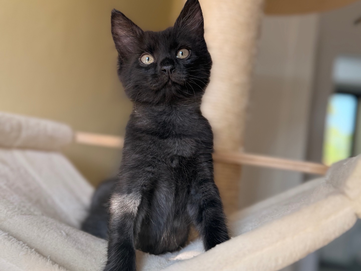 Adotta un gatto, maschio, 3 mesi, Laquila