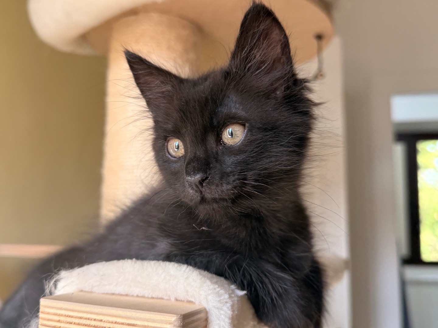 Adotta un gatto, taglia non valida, maschio, Laquila