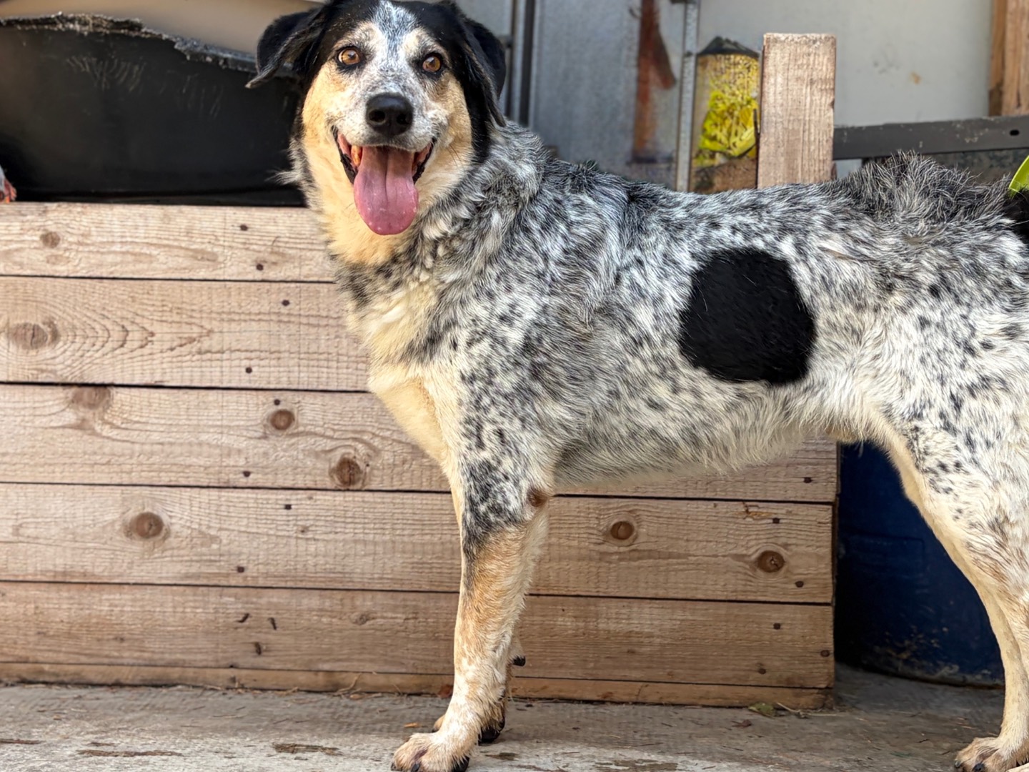Adotta un cane, maschio, 4 anni e 4 mesi, Milano
