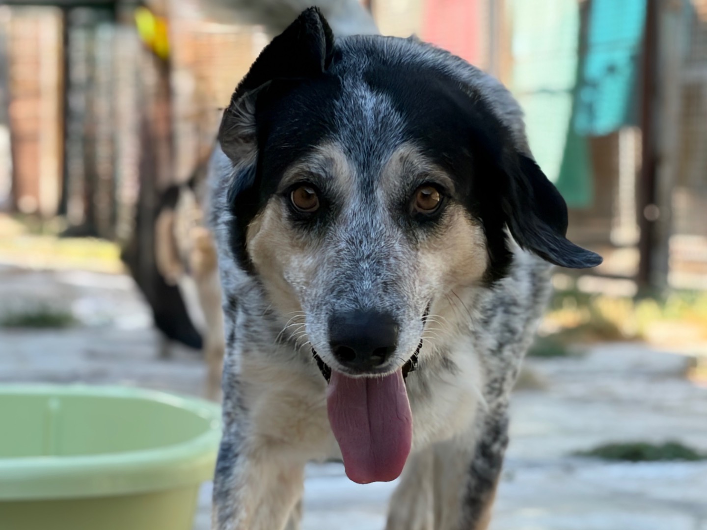 Adotta un cane, taglia media, maschio, Milano
