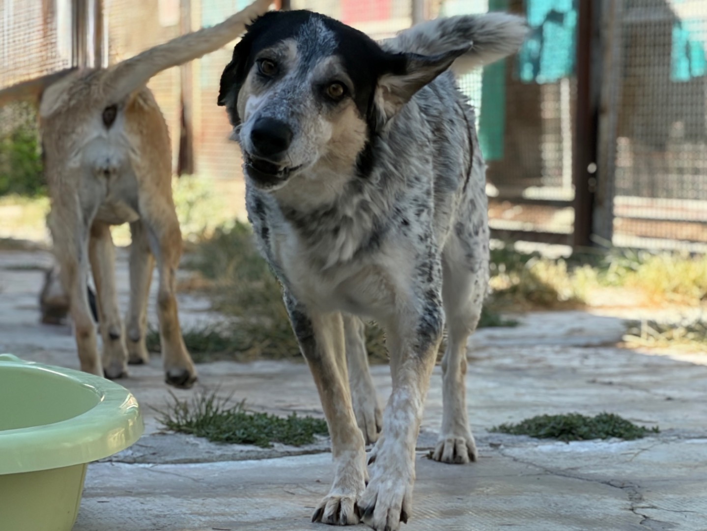 Vuoi adottare un cane a Milano?
