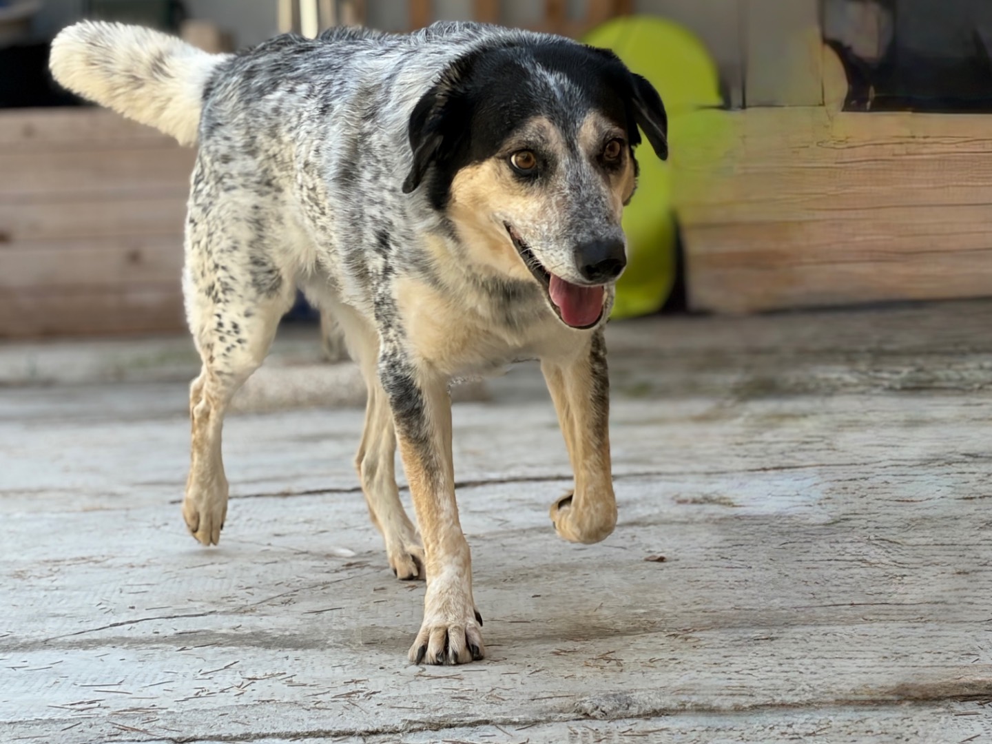 Adotta il cane Toto a Milano