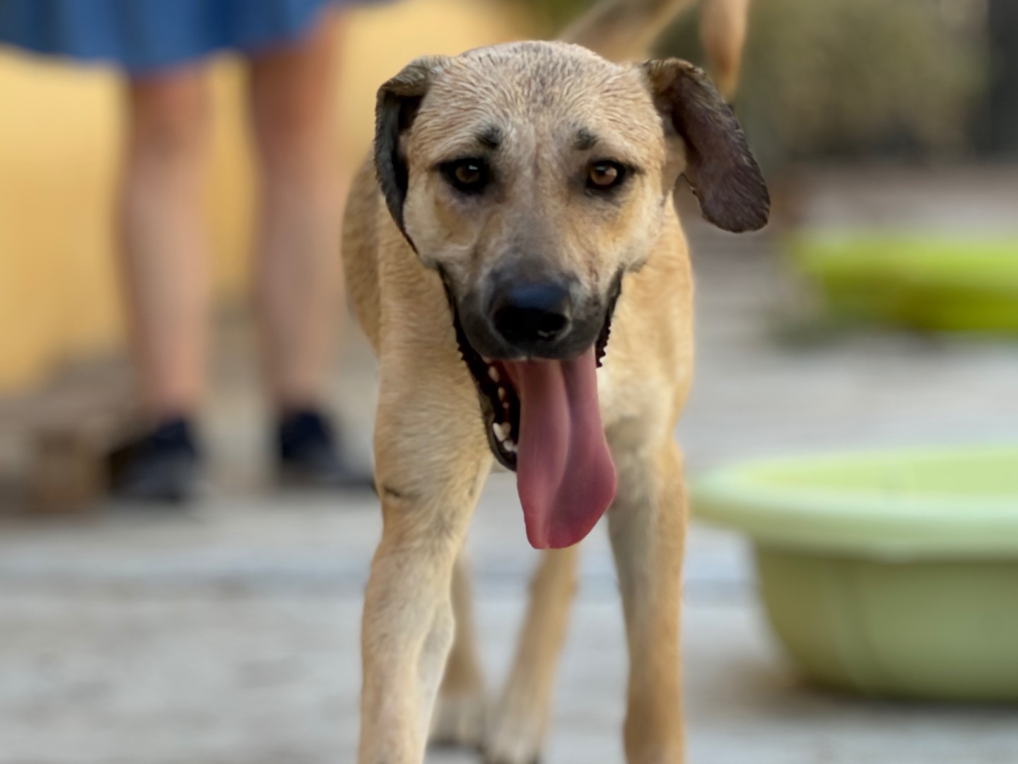 Adozione cane, femmina, Razza sconosciuta Razza sconosciuta, 1 anno e 10 mesi, taglia media, Milano