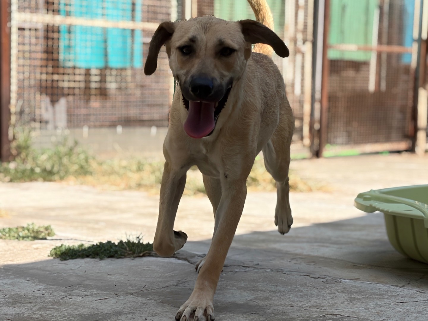 Adotta un cane, taglia media, femmina, Milano