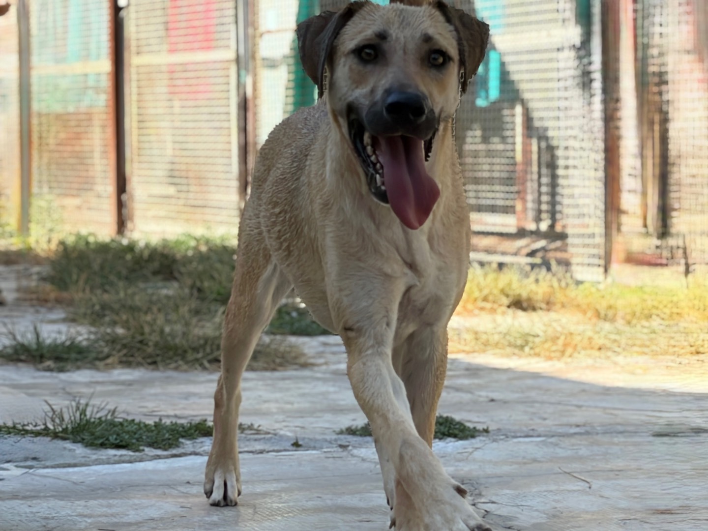 Vuoi adottare un cane a Milano?