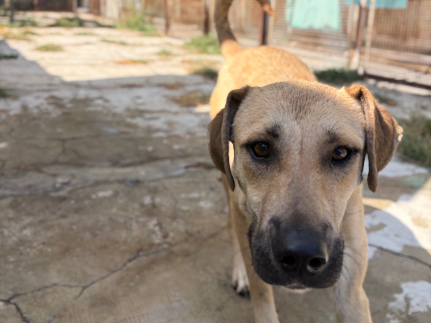 Adotta un cane, femmina, 1 anno e 10 mesi, Milano