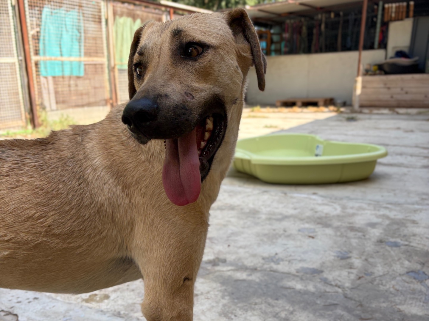 Adotta il cane Lucia a Milano