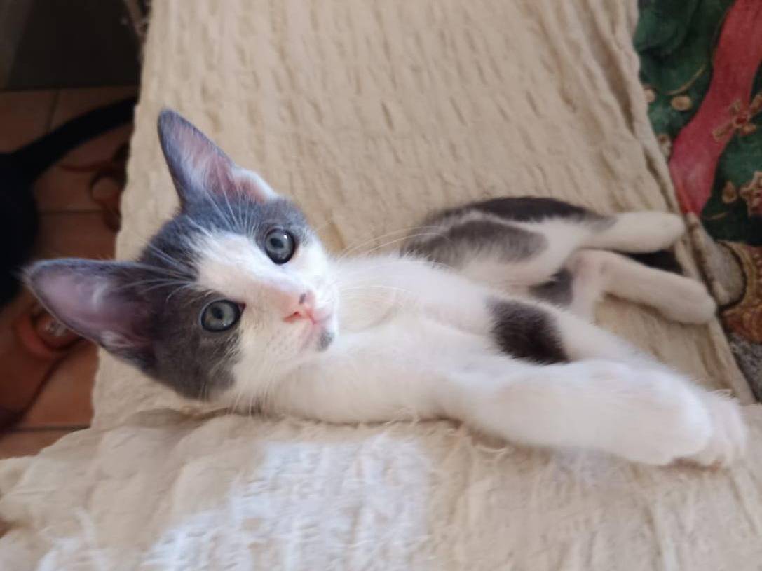 Adozione gatto, maschio, Razza sconosciuta Razza sconosciuta, 2 mesi, taglia non valida, Teramo