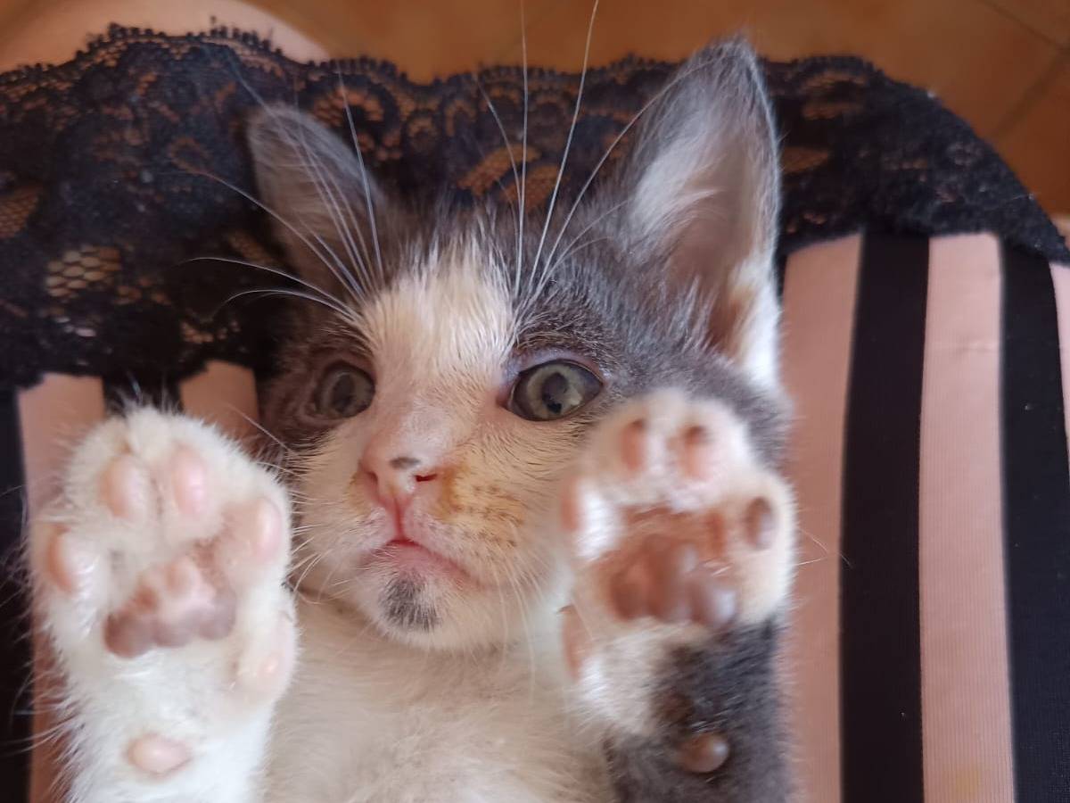 Adotta un gatto, maschio, 2 mesi, Teramo