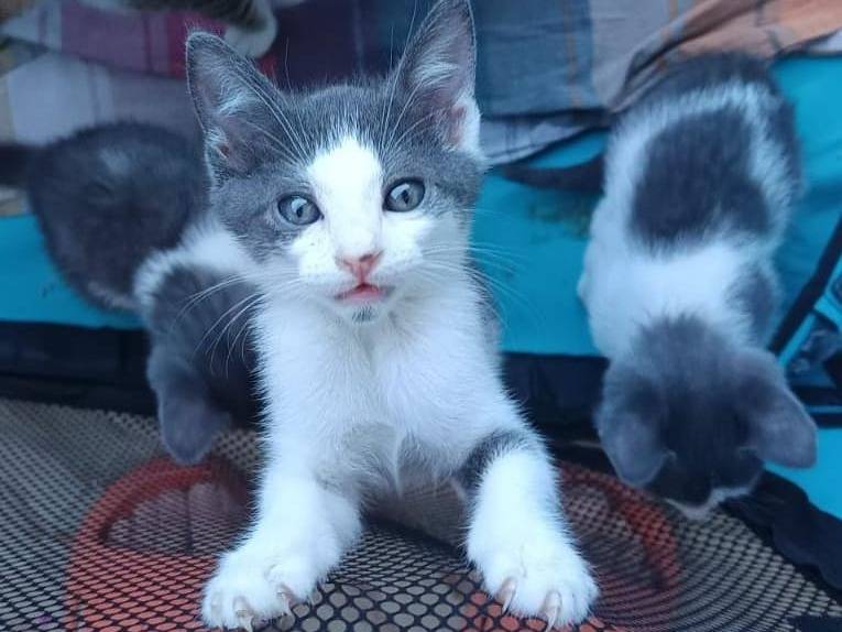 Adotta un gatto, taglia non valida, maschio, Teramo