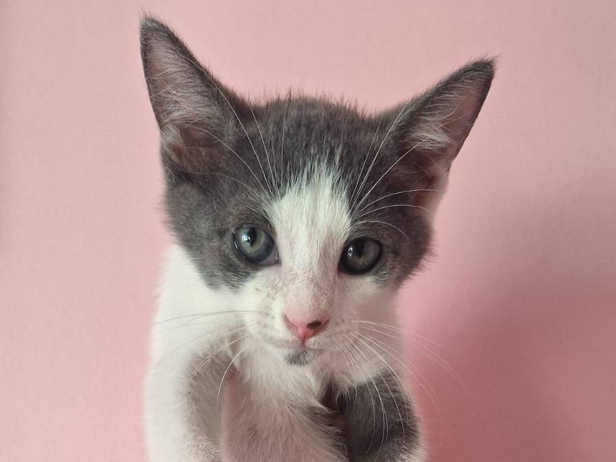 Vuoi adottare un gatto a Teramo?