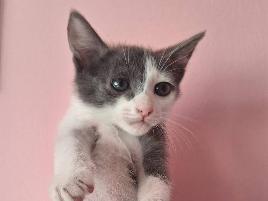 Adozione gatto, maschio, Razza sconosciuta Razza sconosciuta, 2 mesi, taglia non valida, Teramo