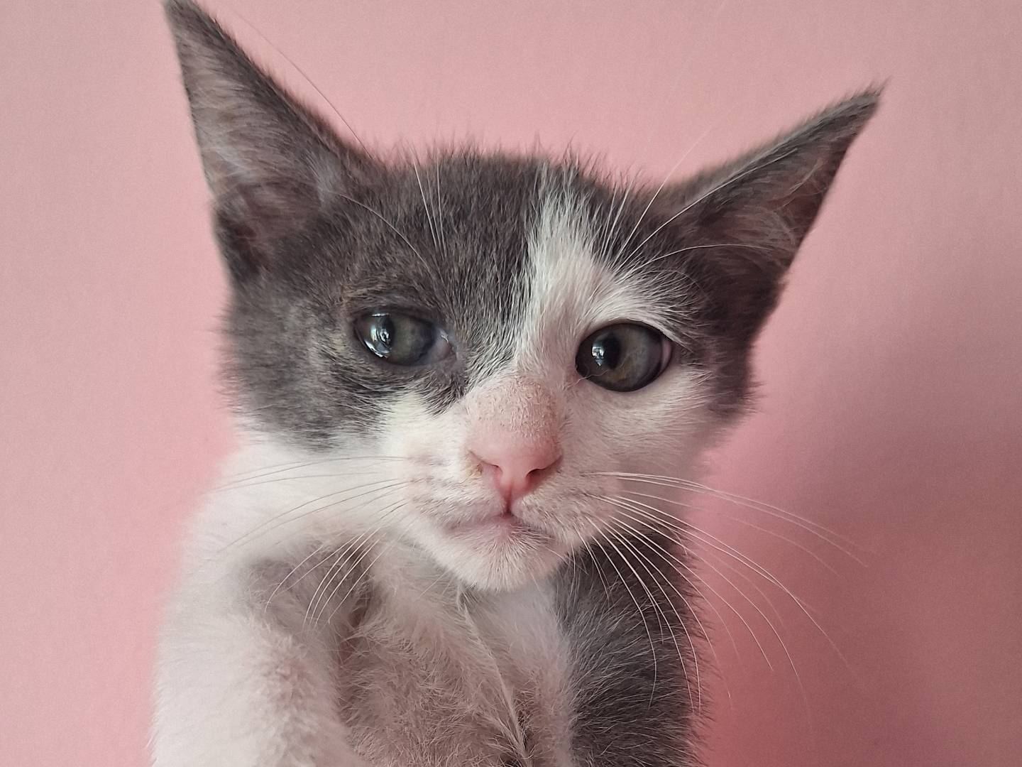Adotta un gatto, maschio, 2 mesi, Teramo