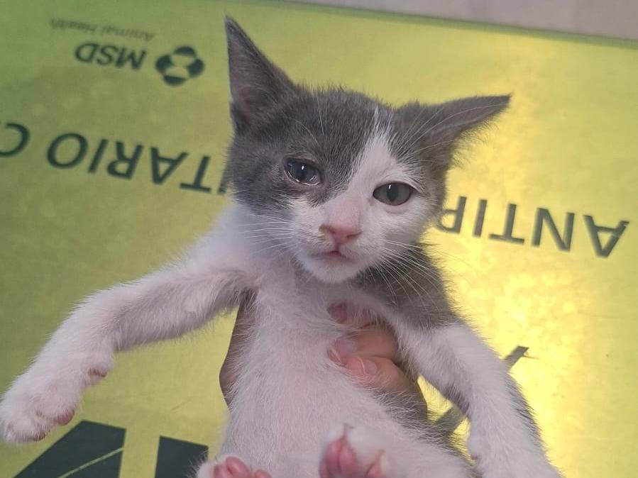 Adotta un gatto, taglia non valida, maschio, Teramo