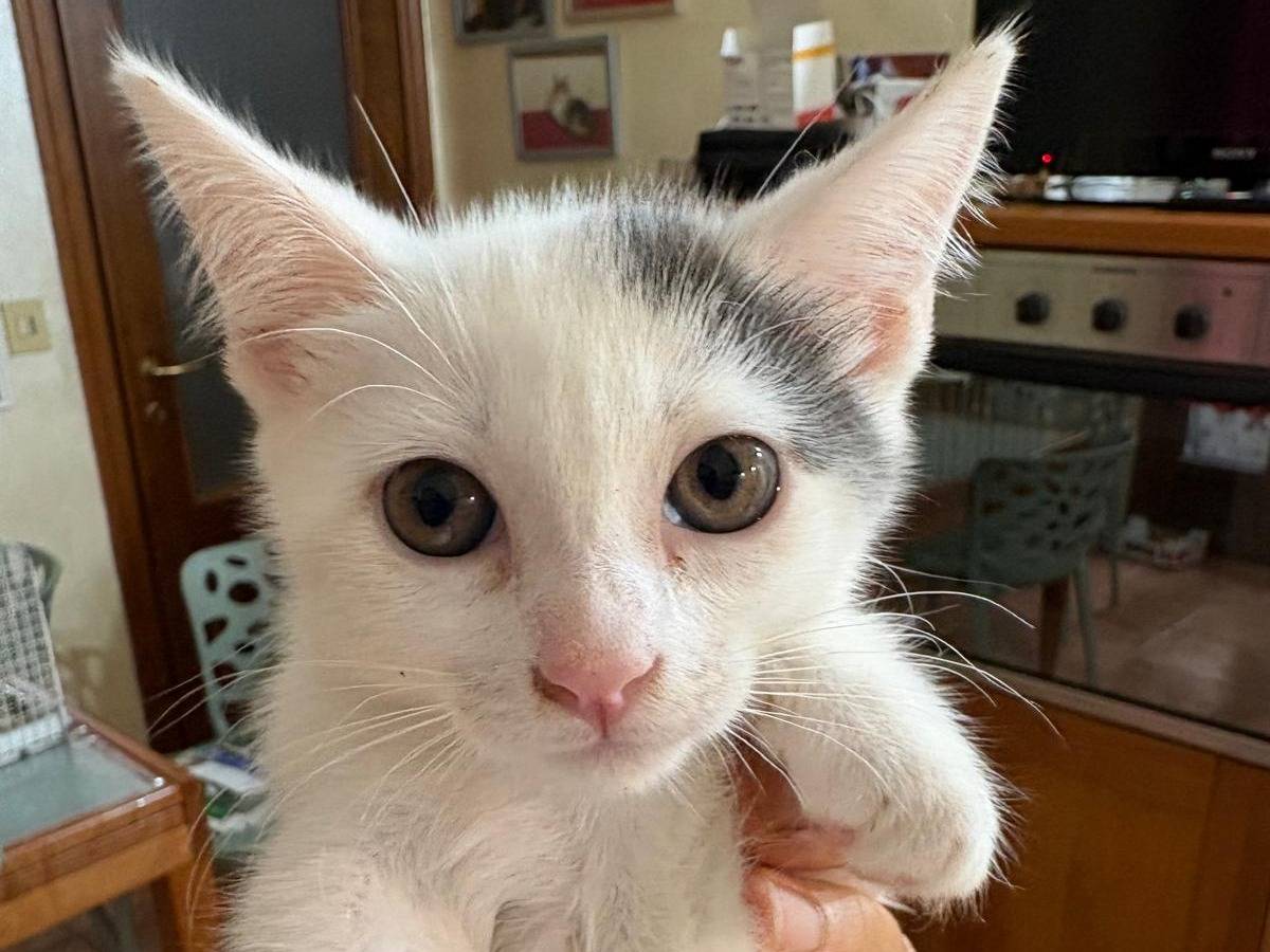 Adozione gatto, femmina, Razza sconosciuta Razza sconosciuta, 2 mesi, taglia non valida, Torino