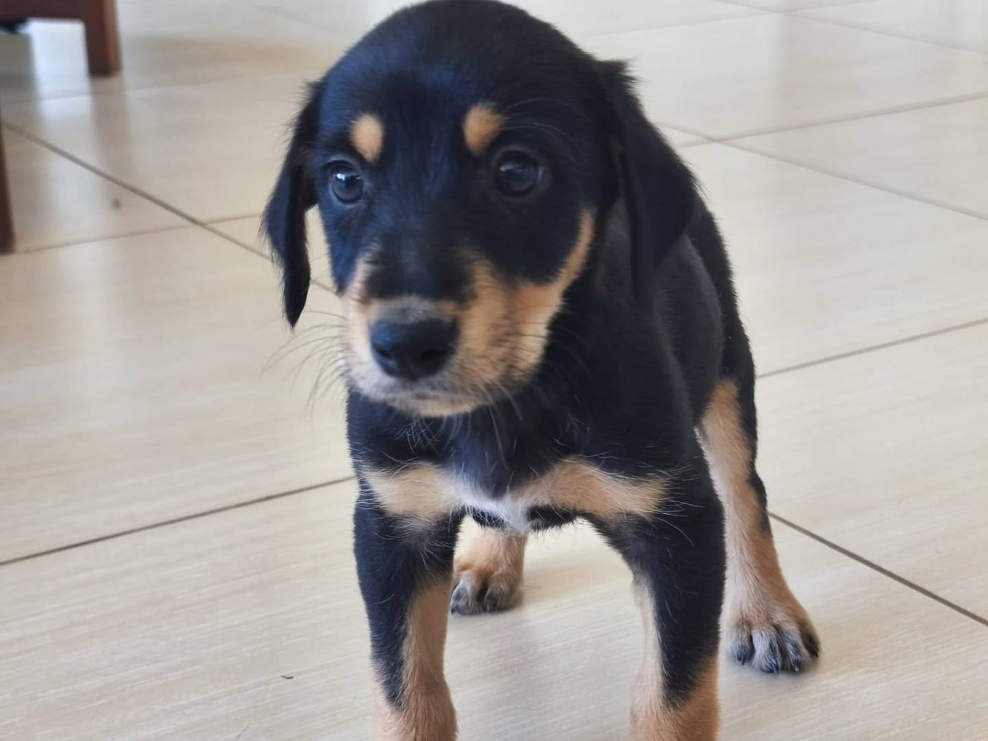Adozione cane, femmina, Razza sconosciuta Razza sconosciuta, 2 mesi, taglia media, Agrigento