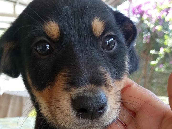 Adotta un cane, taglia media, femmina, Agrigento